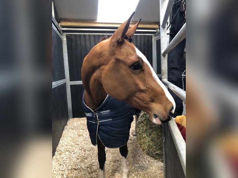 Westphalian Mare 6 years 16,3 hh Brown in Münster