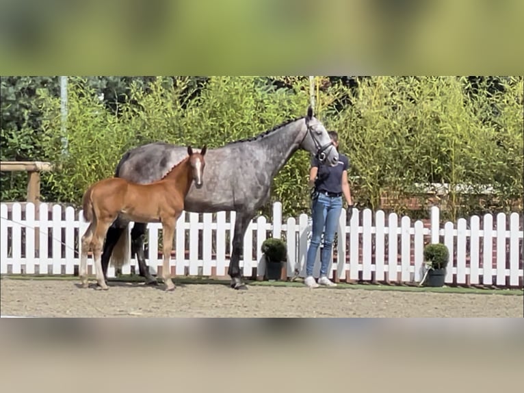 Westphalian Mare 6 years 16.3 hh Grey-Dapple in Lohne (Oldenburg)