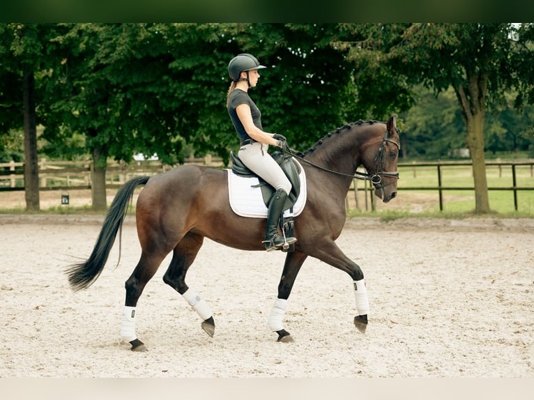 Westphalian Mare 6 years 16 hh Bay-Dark in Lummen