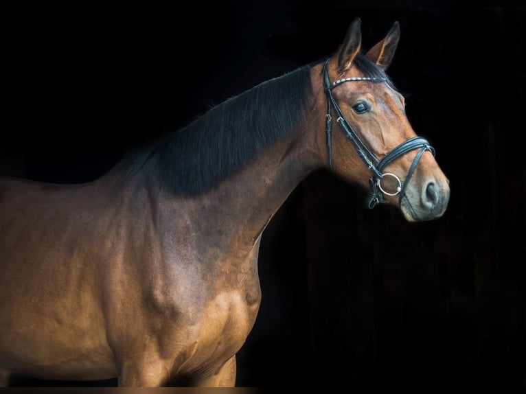 Westphalian Mare 6 years 16 hh Bay in Mladá Boleslav