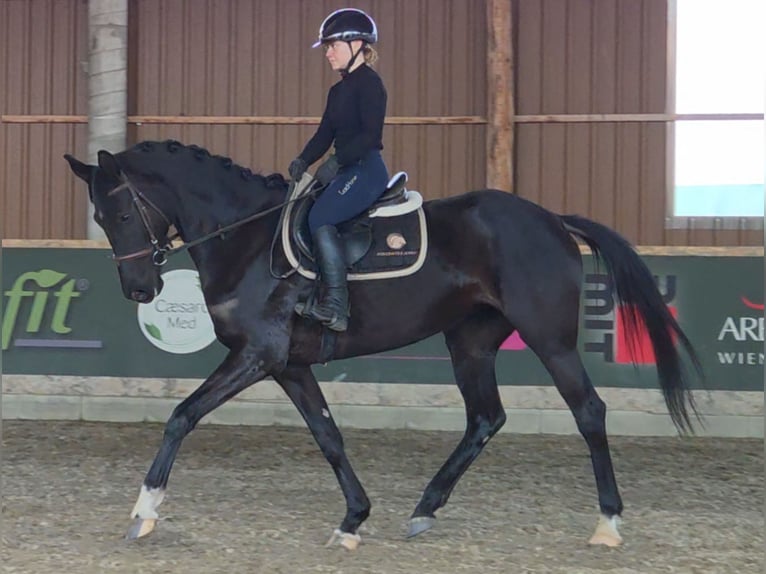 Westphalian Mare 6 years 16 hh Black in Schattendorf
