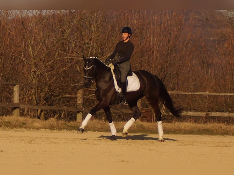 Westphalian Mare 6 years 16 hh Black in Iserlohn