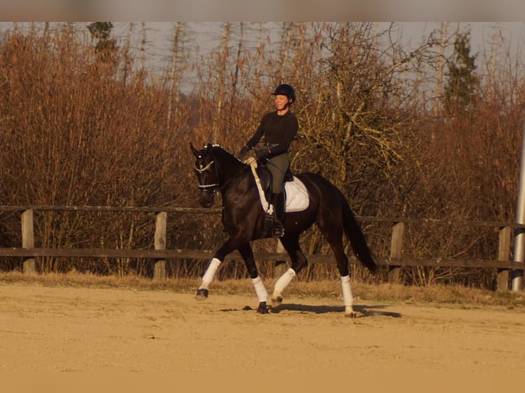 Westphalian Mare 6 years 16 hh Black in Iserlohn