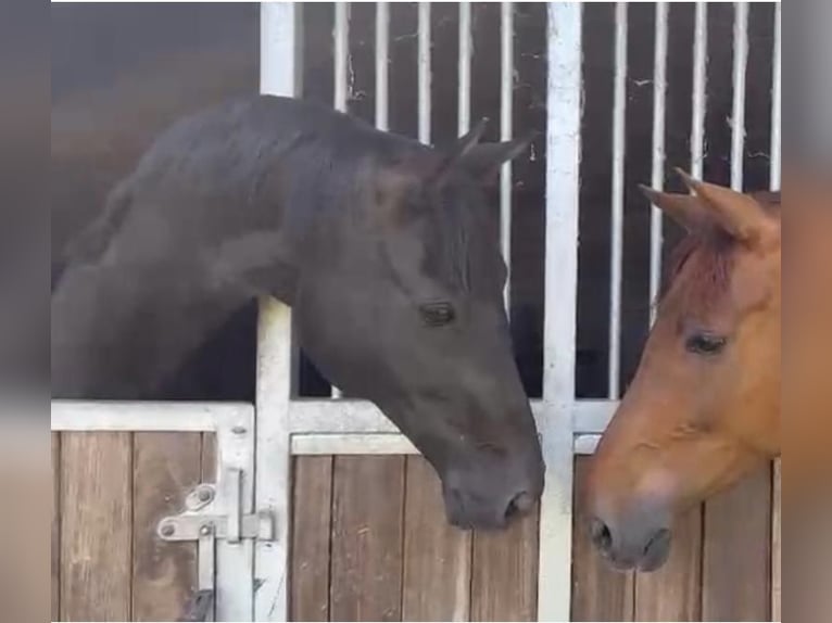 Westphalian Mare 6 years 16 hh Black in Dorsten