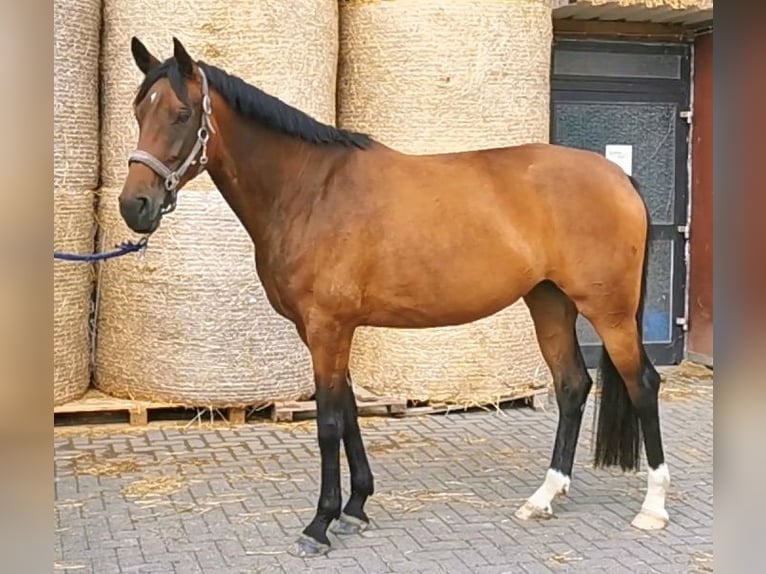 Westphalian Mare 6 years 16 hh Brown in H&#xFC;ttenberg