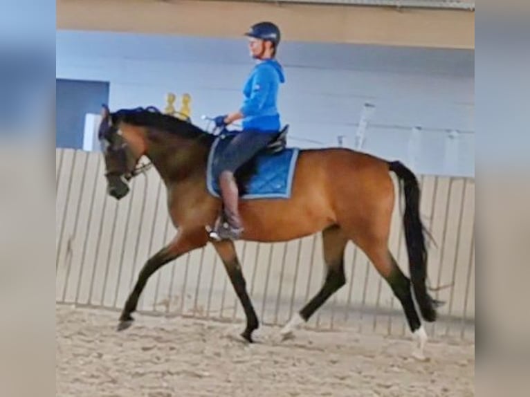 Westphalian Mare 6 years 16 hh Brown in H&#xFC;ttenberg