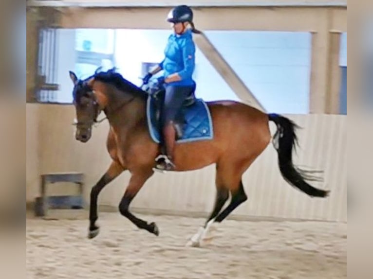 Westphalian Mare 6 years 16 hh Brown in H&#xFC;ttenberg