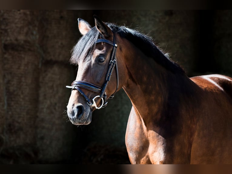 Westphalian Mare 6 years 16 hh Brown in H&#xFC;ttenberg