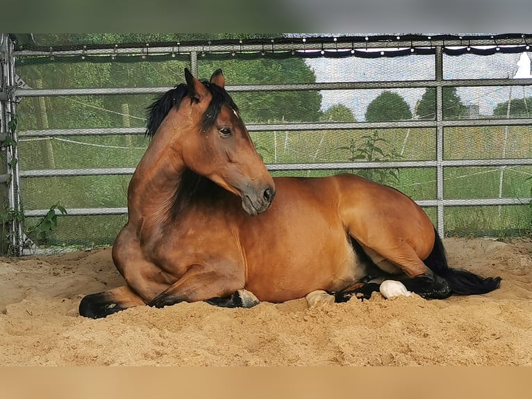 Westphalian Mare 6 years 16 hh Brown in H&#xFC;ttenberg