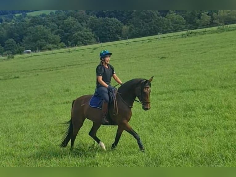 Westphalian Mare 6 years 16 hh Brown in H&#xFC;ttenberg
