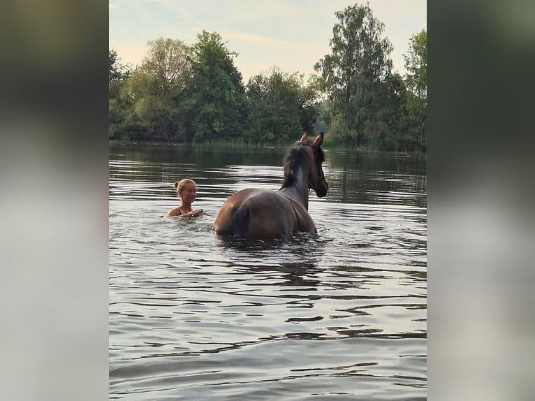 Westphalian Mare 6 years 16 hh Brown in H&#xFC;ttenberg