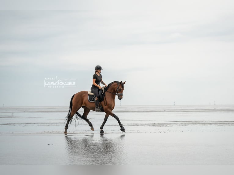 Westphalian Mare 6 years 16 hh Brown in Oyten