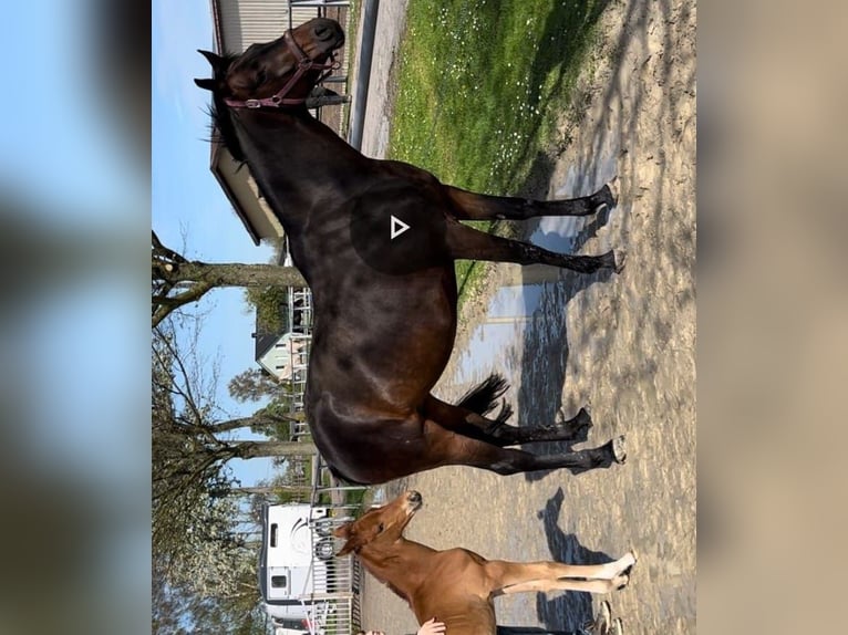 Westphalian Mare 6 years 16 hh Brown in Dortmund