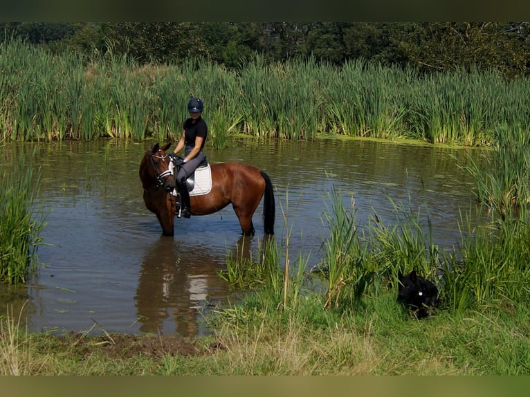 Westphalian Mare 6 years 16 hh Brown in Iserlohn