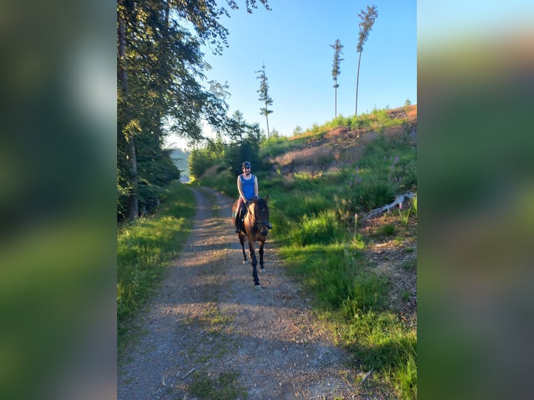 Westphalian Mare 6 years 16 hh Brown in Gummersbach