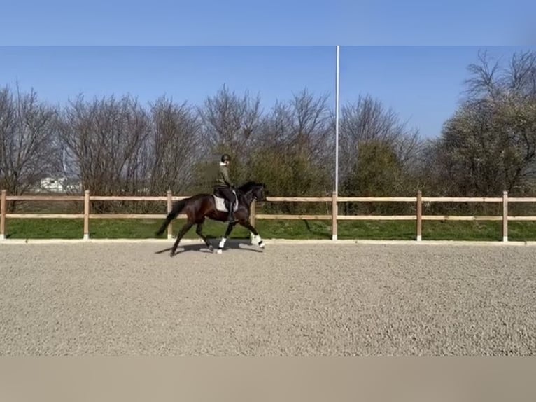 Westphalian Mare 6 years 16 hh Brown in Langenbruck