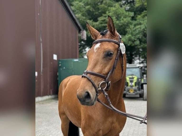 Westphalian Mare 6 years 16 hh Brown in Recklinghausen