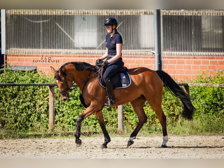 Westphalian Mare 6 years 16 hh Brown in Recklinghausen