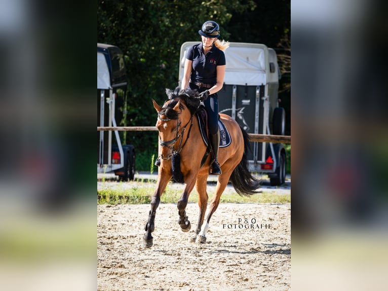 Westphalian Mare 6 years 16 hh Brown in Recklinghausen