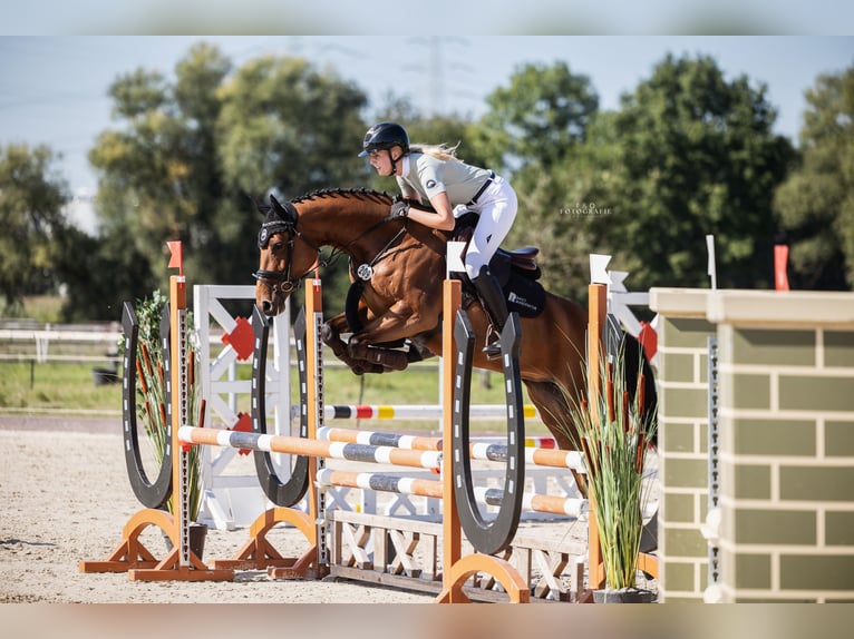 Westphalian Mare 6 years 16 hh Brown in Recklinghausen