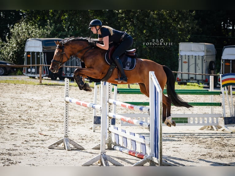 Westphalian Mare 6 years 16 hh Brown in Recklinghausen