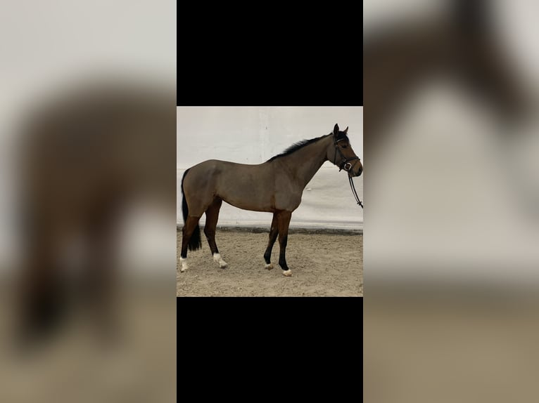 Westphalian Mare 6 years 16 hh Brown in Zweibr&#xFC;cken