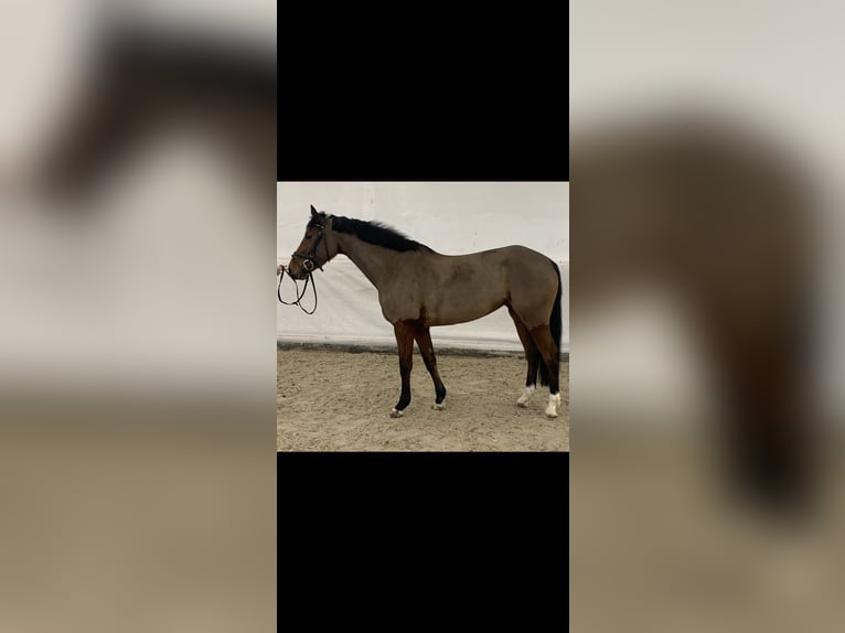 Westphalian Mare 6 years 16 hh Brown in Zweibr&#xFC;cken