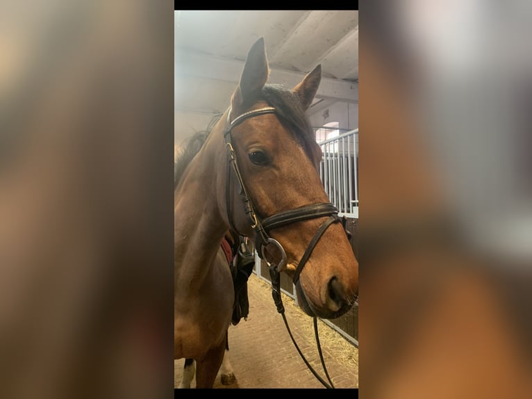 Westphalian Mare 6 years 16 hh Brown in Zweibr&#xFC;cken