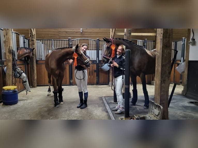 Westphalian Mare 6 years 16 hh Chestnut in Niedersachsen - Ringe