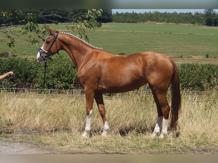 Westphalian Mare 6 years 16 hh Chestnut-Red in Iserlohn