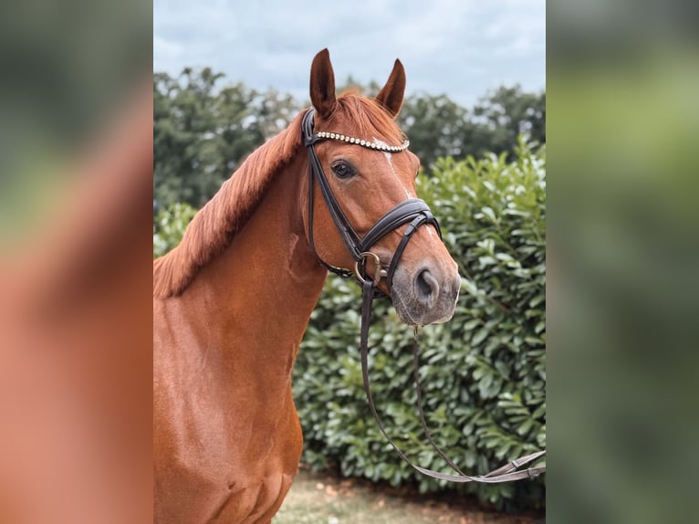 Westphalian Mare 6 years 16 hh Chestnut-Red in Warendorf