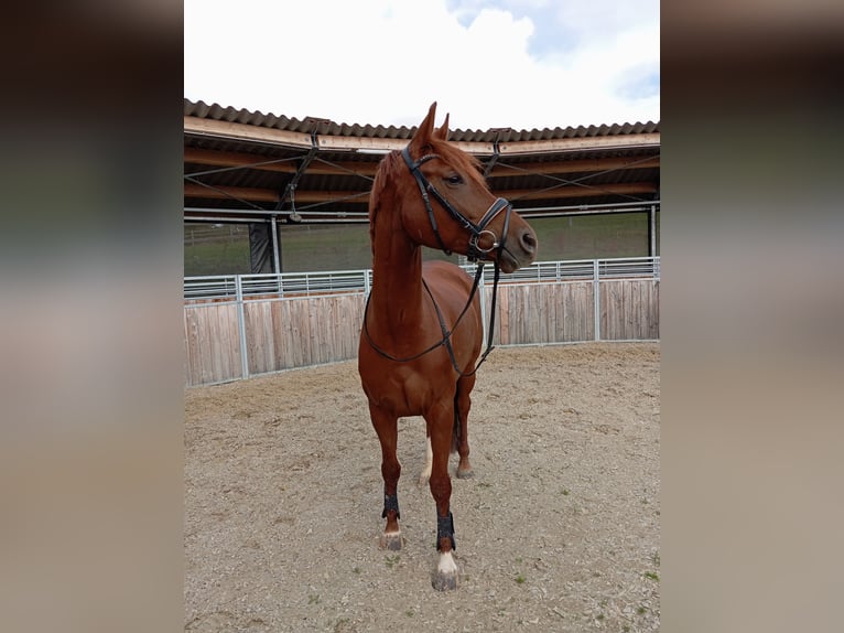 Westphalian Mare 6 years 16 hh Chestnut-Red in Würzburg