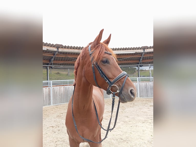 Westphalian Mare 6 years 16 hh Chestnut-Red in Würzburg