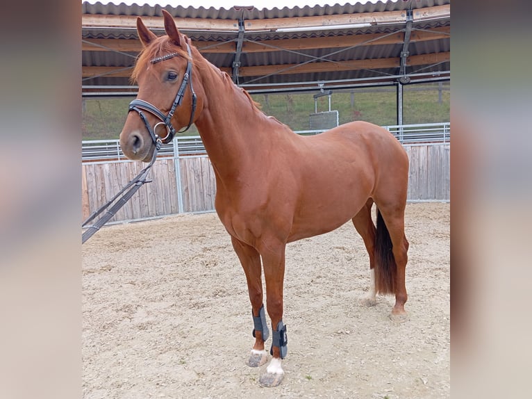 Westphalian Mare 6 years 16 hh Chestnut-Red in Würzburg