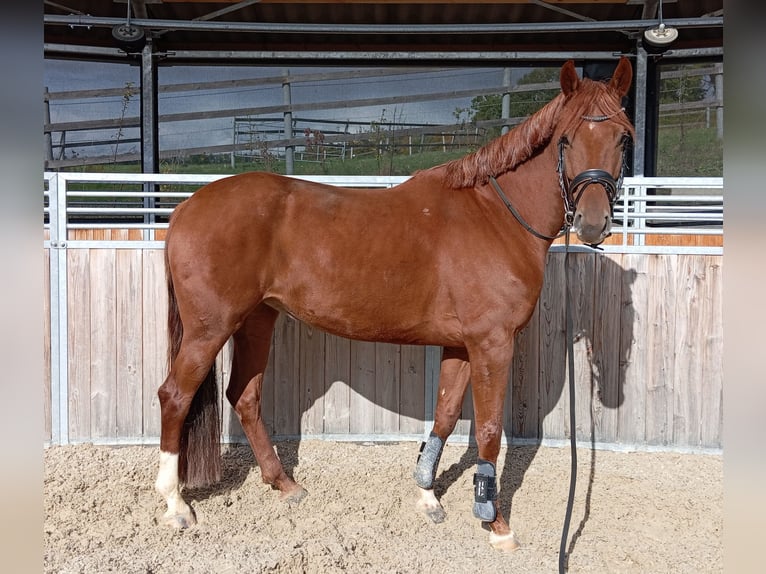 Westphalian Mare 6 years 16 hh Chestnut-Red in Würzburg