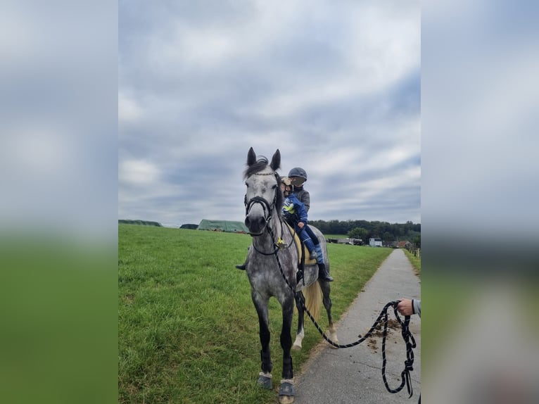 Westphalian Mare 6 years 16 hh Gray in Remscheid