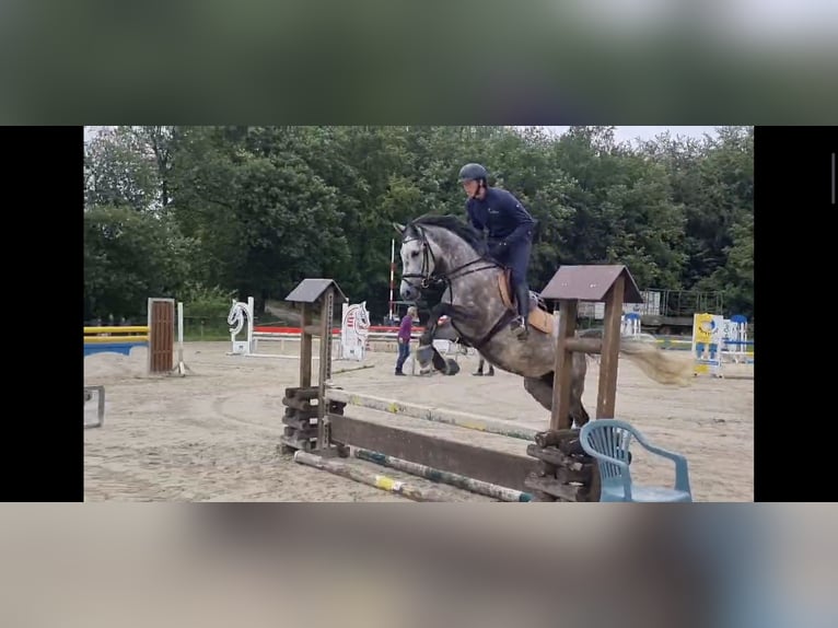 Westphalian Mare 6 years 16 hh Gray in Remscheid