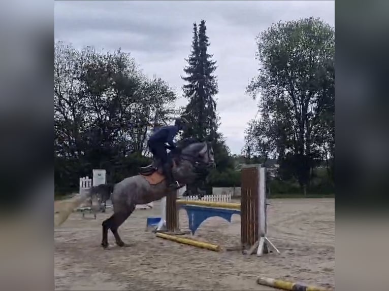 Westphalian Mare 6 years 16 hh Gray in Remscheid