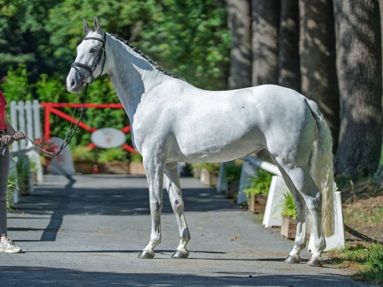 Westphalian Mare 6 years 16 hh Grey in M&#xFC;nster-Handorf