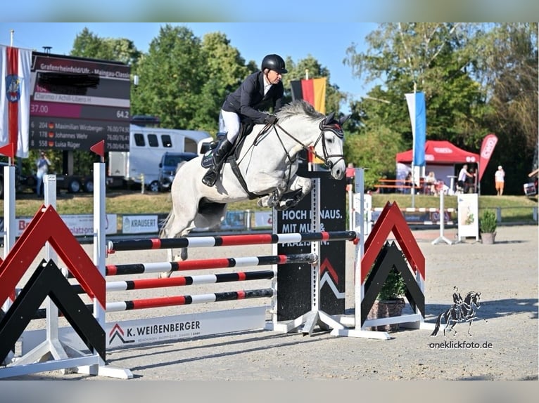 Westphalian, Mare, 6 years, 16 hh, Grey