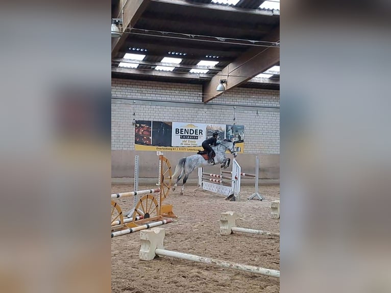 Westphalian Mare 6 years 16 hh in Stahnsdorf