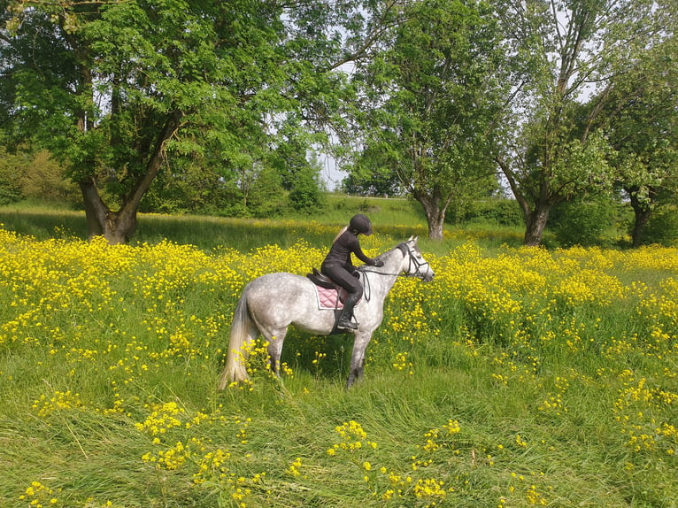 Westphalian Mare 6 years 16 hh in Stahnsdorf