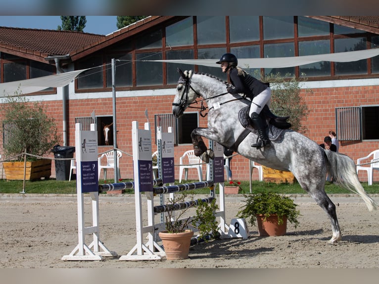 Westphalian Mare 6 years 16 hh in Stahnsdorf