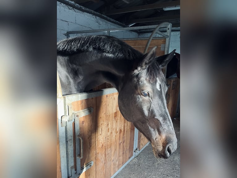 Westphalian Mare 6 years 16 hh Smoky-Black in Schlüchtern