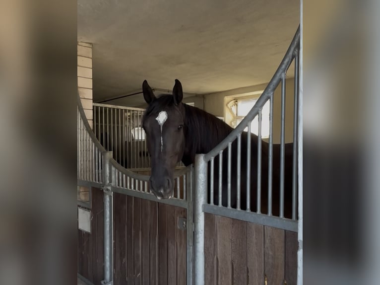 Westphalian Mare 6 years 16 hh Smoky-Black in Teichwitz