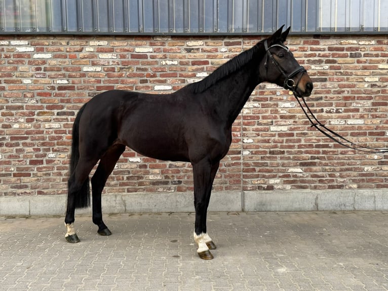 Westphalian Mare 6 years 16,1 hh Bay-Dark in Grevenbroich