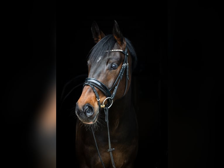 Westphalian Mare 6 years 16,1 hh Bay-Dark in M&#xFC;nster