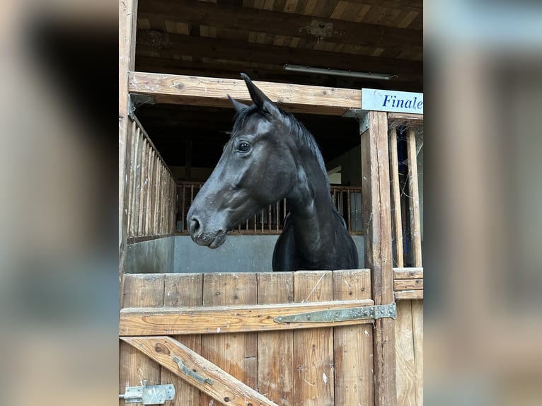 Westphalian Mare 6 years 16,1 hh Black in Sankt Goar