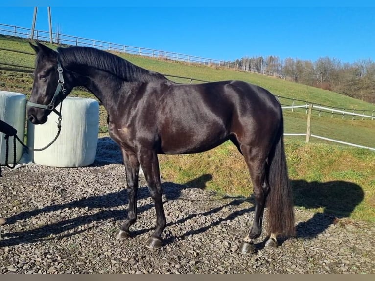 Westphalian Mare 6 years 16,1 hh Black in Sankt Goar