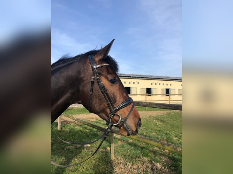 Westphalian Mare 6 years 16,1 hh Brown in Rosendahl